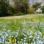 お花畑に感激～☆彡