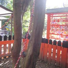 縁結びスポットとしての由来となる不思議な木