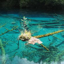 湖面に浮かんだ木に小さな木が生えていた。美しい