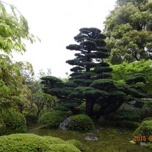 緑が鮮やかでした