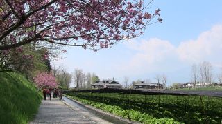 綺麗な水だからこそ