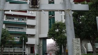 桜の隠れ穴場スポットだと思います
