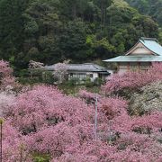 桜まつりにでかけました。