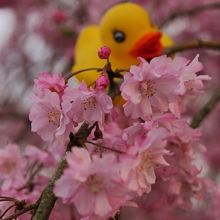 八重桜