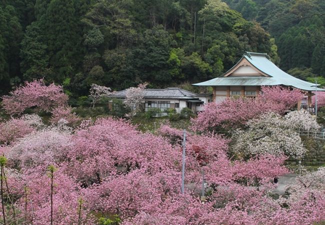 桜まつりにでかけました。