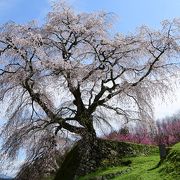 奈良の一本桜