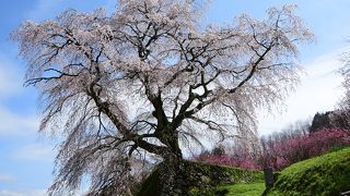 奈良の一本桜