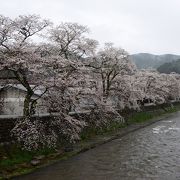 岡山の桜