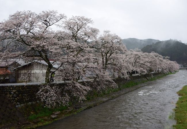 岡山の桜