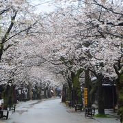 岡山県の桜