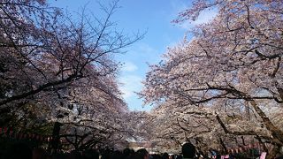 東京の桜と言えば上野公園