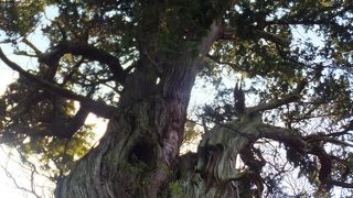 散策にちょうどいい