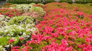 花や紅葉を愛でるお寺