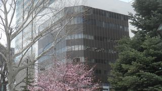 桜が咲いていました