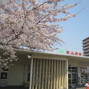 駅前の桜が美しい