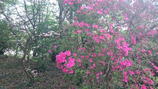 清水公園つつじまつり