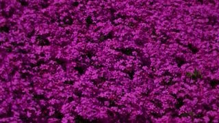 ヤマサ蒲鉾さんの　工場見学と　芝桜の小道　の散策してきました