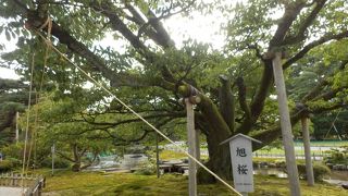 兼六園は大半が松、数か所に桜見ができる場所も作られていた