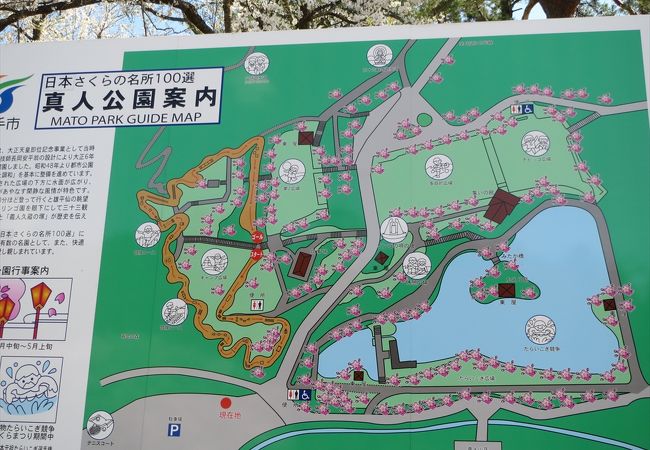 真人公園桜まつり クチコミ アクセス 営業時間 横手 フォートラベル 真人公園桜まつり クチコミ アクセス 営業時間 横手 フォートラベル