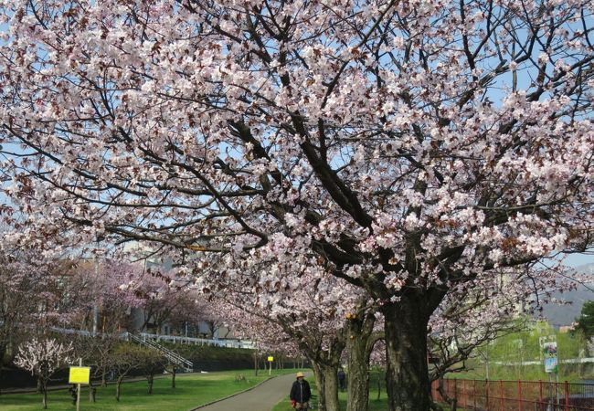 川沿いの桜