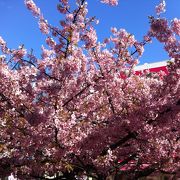 三浦海岸桜まつり