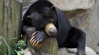 無料で入れます