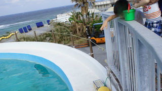 エサやり体験がおすすめ