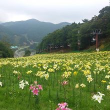 ちくさ高原スキー場