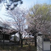 東区の桜の名所