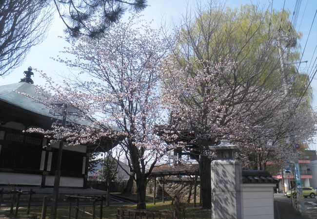 東区の桜の名所