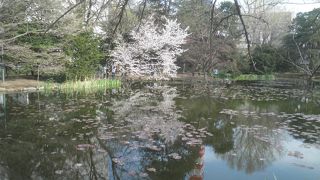池に映る桜