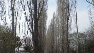 まだ葉が出ていませんでした