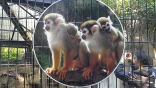 タダで手軽に遊べる