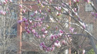 花の多いブロック