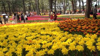 お花いっぱいひたち海浜公園