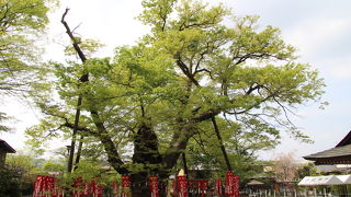 大けやき・清瀧の滝