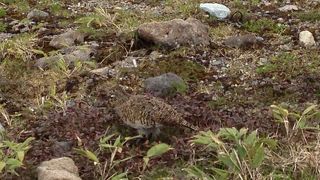 雷鳥に会えました