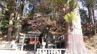 日光東照宮付近では最も大きいとされるスギ