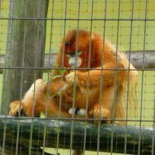 孫悟空のモデル By トッキッキ 熊本市動植物園のクチコミ フォートラベル