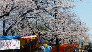 桜をみて　みつかけを食べる！青森で花見と言えば合浦公園。