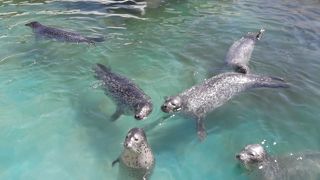 近くでアザラシに餌やり