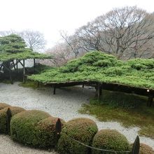 遊龍の松(五葉松だよ)