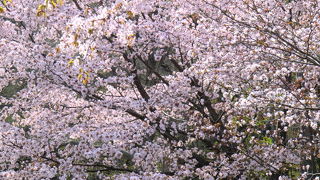 今が満開♪見に行くなら急いで！