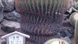 ２６０歳のシャボテンが、今もはつらつ。私も頑張らねば・・・