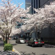 4月上旬、桜並木が見事でした。