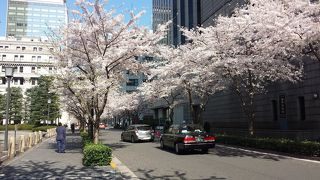 4月上旬、桜並木が見事でした。