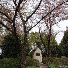 レーガン桜も有名です