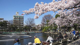 清水池公園で花見