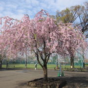 碑文谷公園で花見