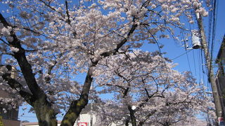 立会川緑道で花見